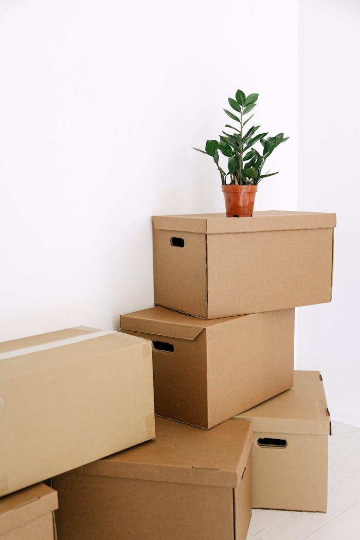 Services-03 Stacked cardboard boxes with a potted plant in a minimal indoor setting, depicting moving and relocation.